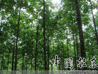 桂东风情之邓建中的探访中国长寿之乡增口乡 桂东风情之邓建中的探访中国长寿之乡增口乡