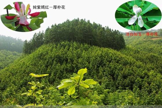 桂东风情之邓建中的探访中国长寿之乡增口乡 桂东风情之邓建中的探访中国长寿之乡增口乡