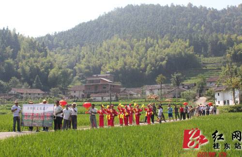 农历六月六 桂东别样“禾苗节”