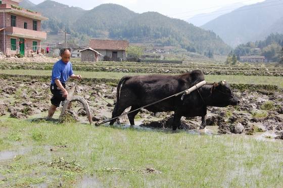 应用桂东民间方言俗语的先行者 应用桂东民间方言俗语的先行者
