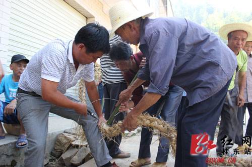 农历六月六 桂东别样“禾苗节”
