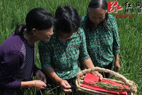 农历六月六 桂东别样“禾苗节”