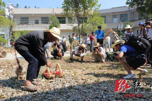 农历六月六 桂东别样“禾苗节”