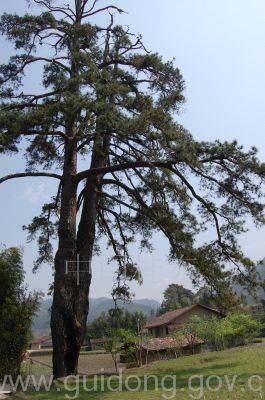 桂东品质如是说【郴州日报】 桂东品质如是说【郴州日报】