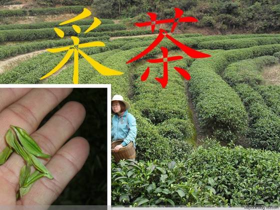 桂东玲珑茶的传奇故事 桂东玲珑茶的传奇故事