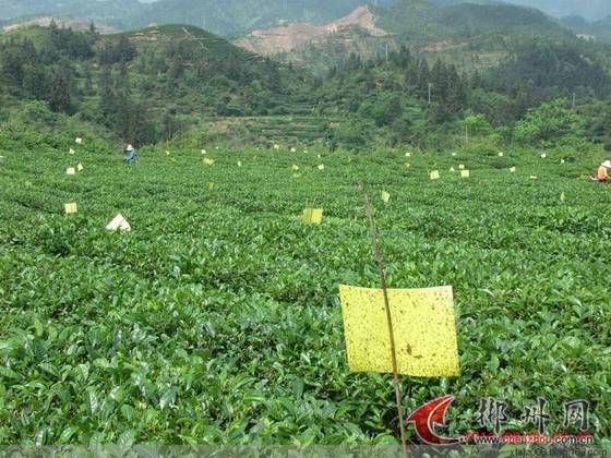 桂东玲珑茶的传奇故事 桂东玲珑茶的传奇故事