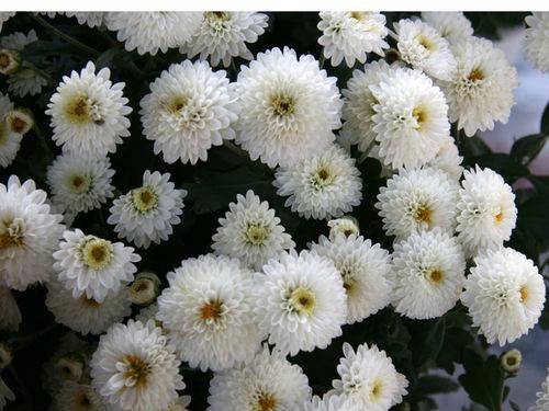 郭丽波作品选之真实写照 图片