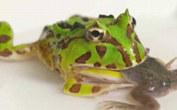 苏里南角蛙是什么蛙?