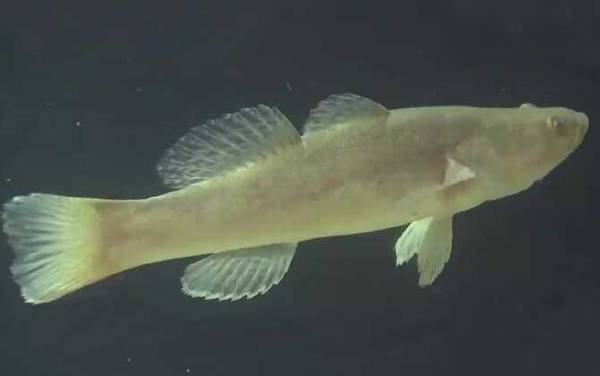 笋壳鱼是什么鱼?