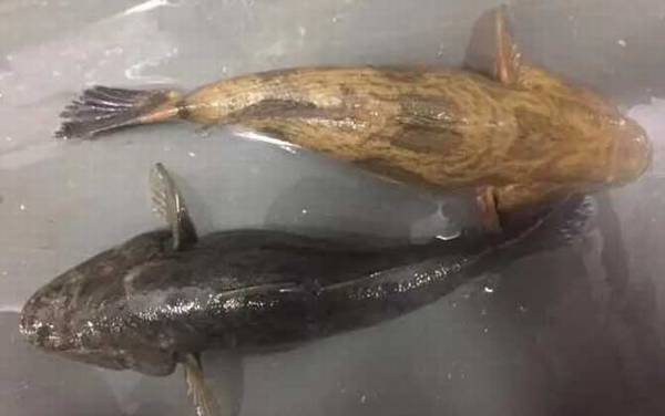 笋壳鱼是什么鱼?