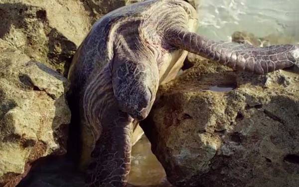 太平洋绿龟是什么龟?