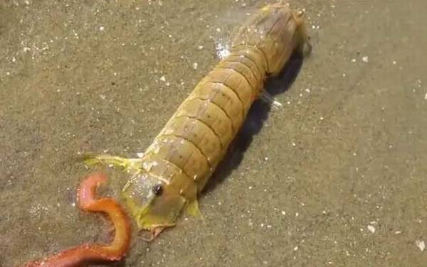 螳螂虾是什么虾?