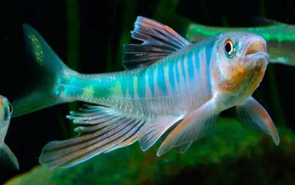 桃花鱼是什么鱼?