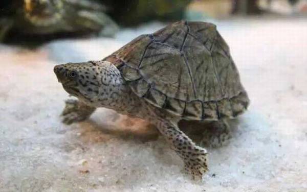 剃刀龟是什么动物?