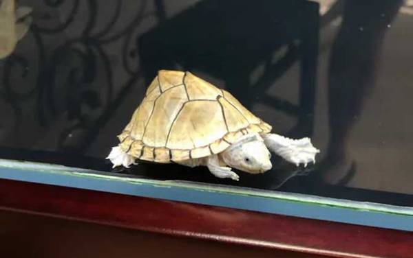 剃刀龟是什么动物?