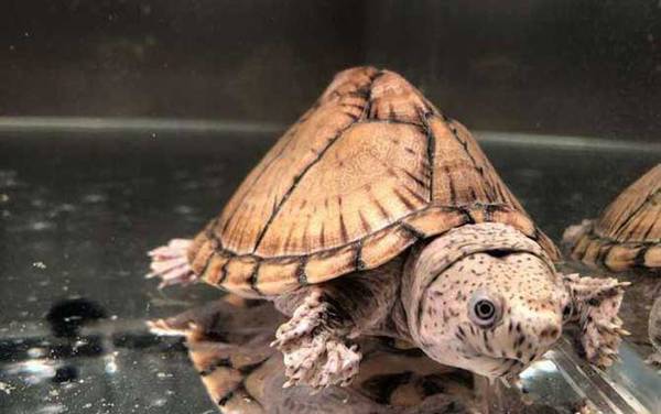剃刀龟是什么动物?
