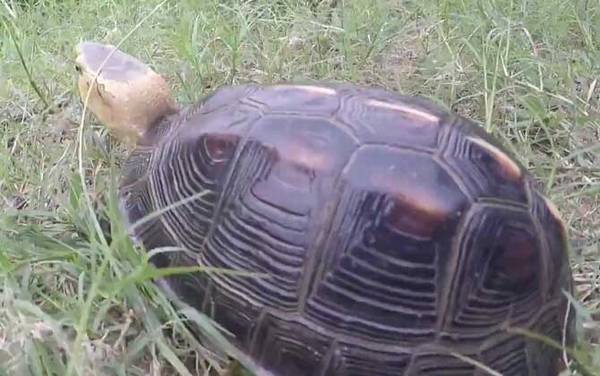 黄额闭壳龟是什么龟?