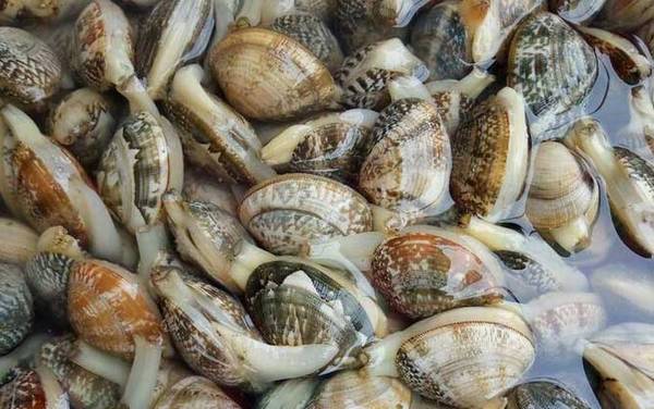 花甲是什么动物?