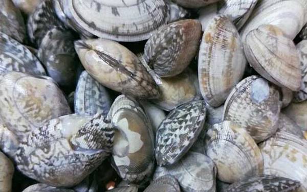 花甲是什么动物?