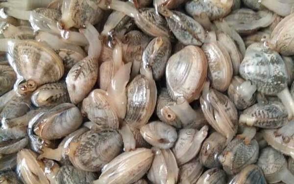 花甲是什么动物?