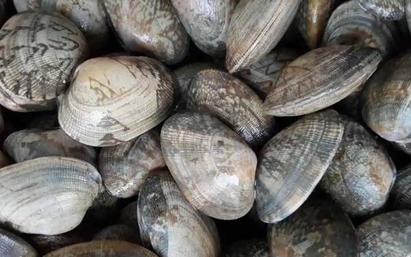 花甲是什么动物?