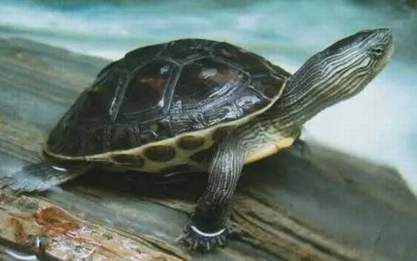 花龟是什么龟?