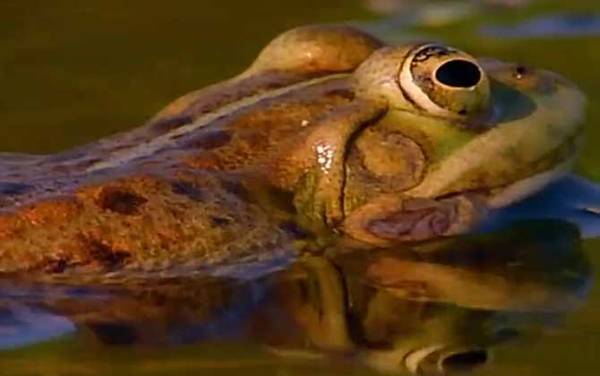 虎纹蛙是什么动物?