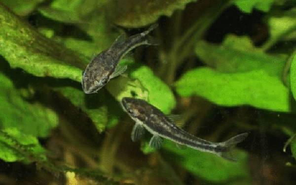 小精灵鱼是什么鱼?