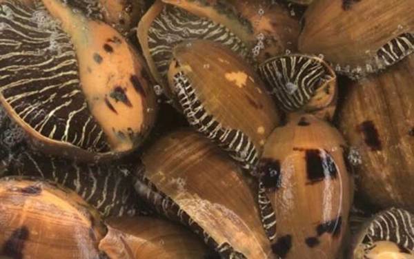 螺的种类名称及图片大全