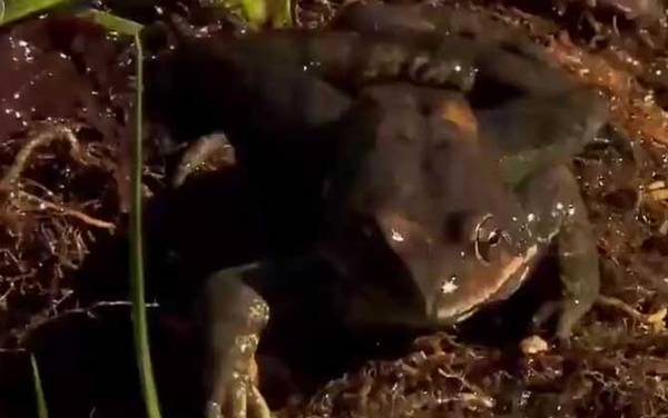 雪蛤是什么动物?