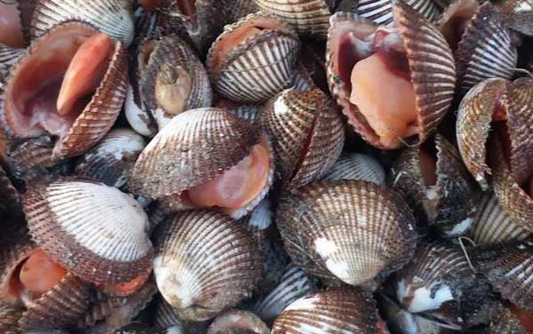 血蛤是什么动物?