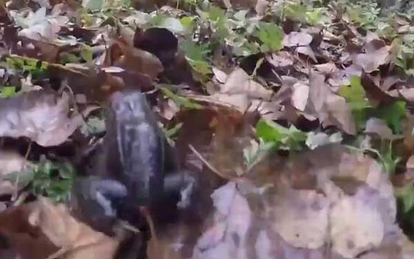 雪蛤是什么动物?