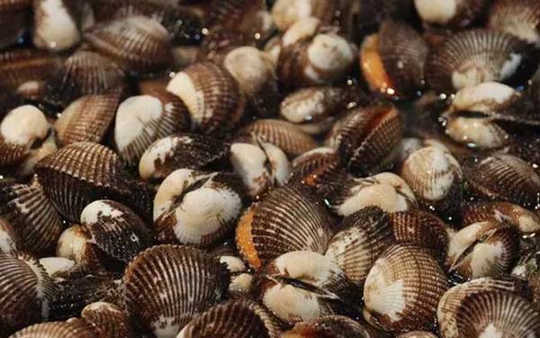 血蛤是什么动物?