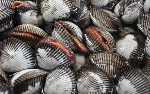 血蚶是什么动物?