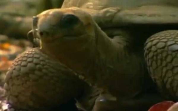 亚达伯拉象龟是什么龟?