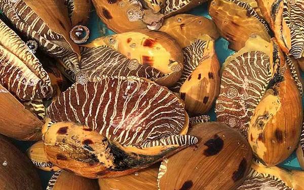 椰子螺是什么螺?