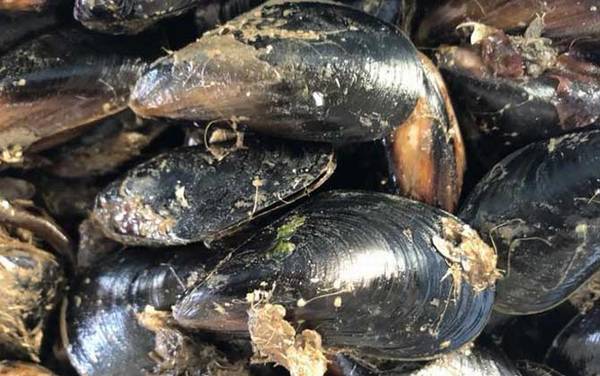 贻贝是什么动物?