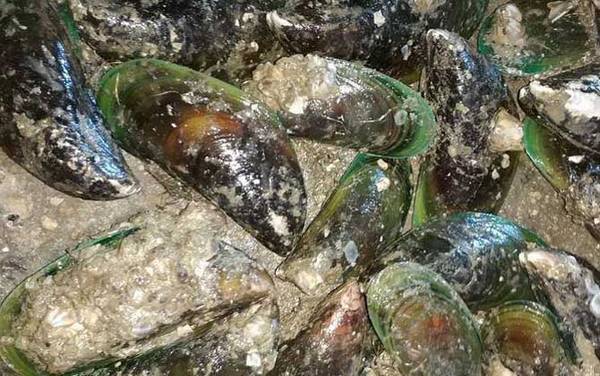 贻贝是什么动物?