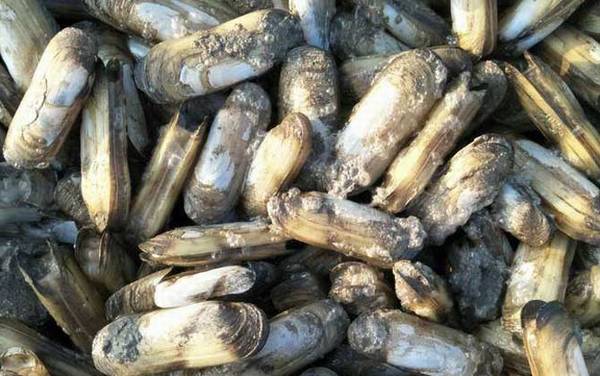 缢蛏是什么动物?