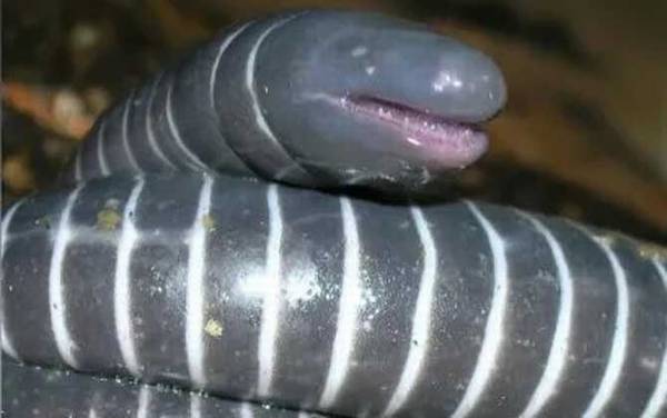 蚓螈是什么动物?