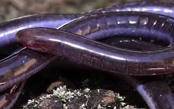 蚓螈是什么动物?