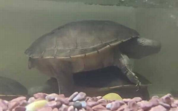 长颈龟是什么龟?