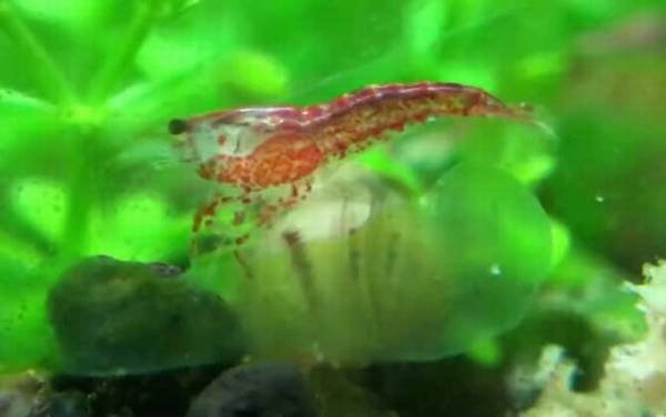 樱花虾是什么虾?