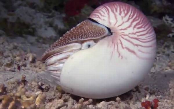 鹦鹉螺是什么动物?