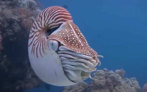 鹦鹉螺是什么动物?