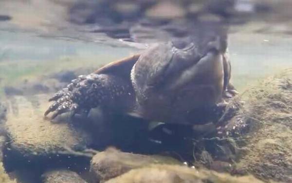 鹰嘴龟是什么动物?