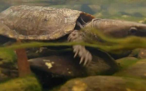 鹰嘴龟是什么动物?