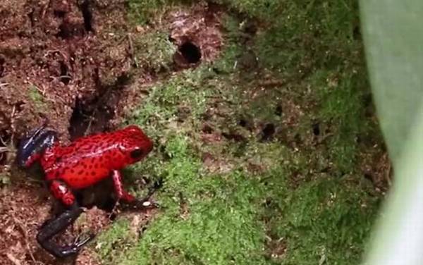 幽灵箭毒蛙是什么蛙?