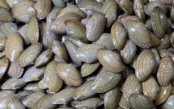 油蛤是什么动物?