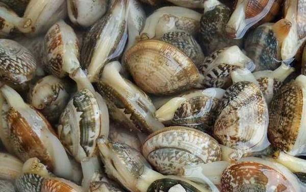 油蛤是什么动物?